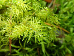 Image of tamarisk thuidium moss