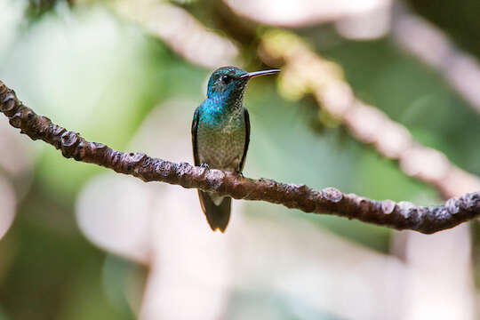 Image of Amazilia versicolor