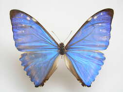 Morpho adonis Cramer 1779的圖片