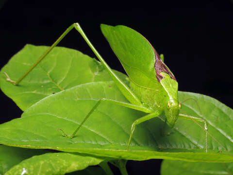 Image de Amblycorypha