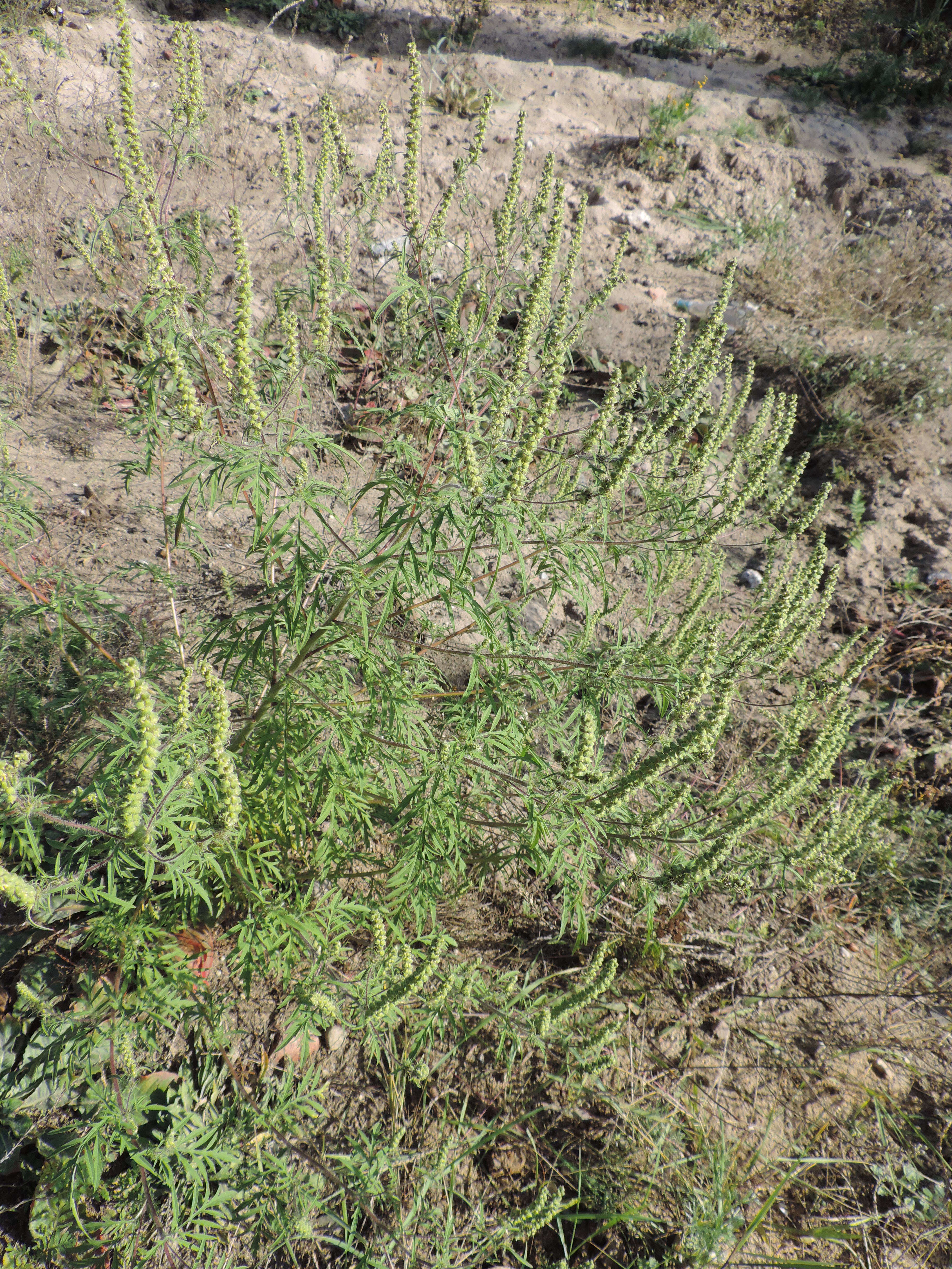 Image of annual ragweed