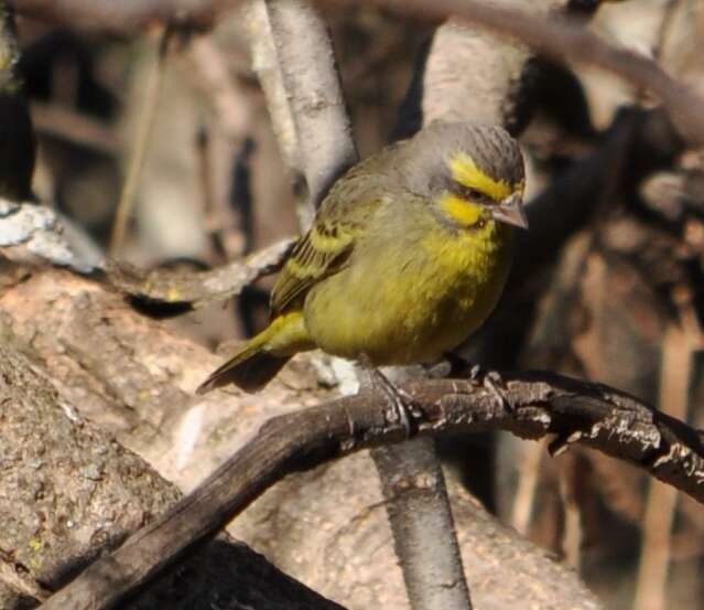 Image of Yellow-fronted Canary