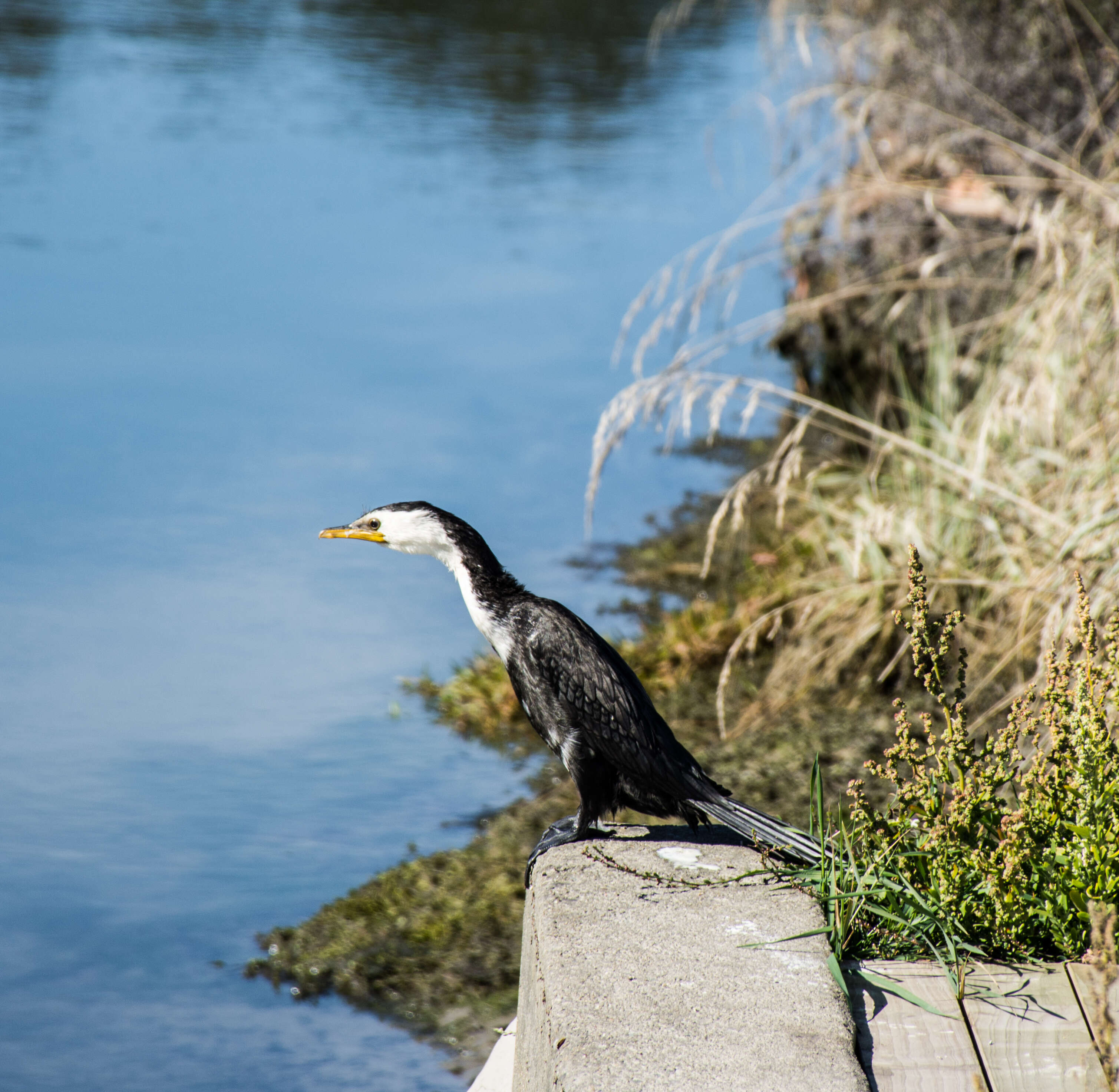 Image of Little Pied Cormorant