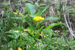 Image of Common Bird's-foot-trefoil