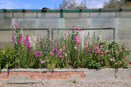 Image of garden snapdragon