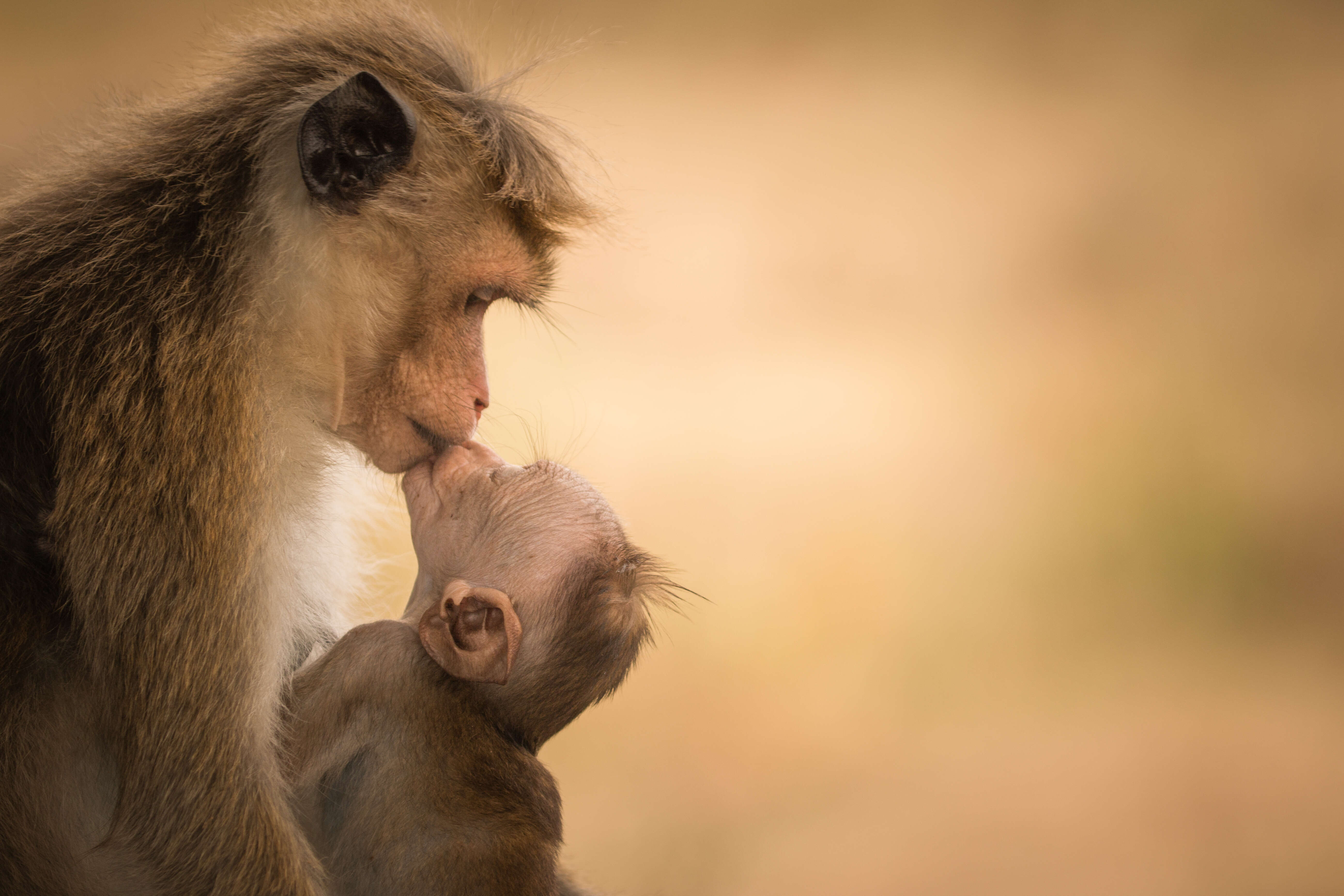 Image of Toque macaque