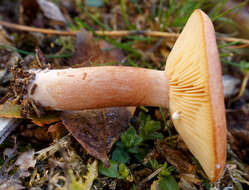 Image of Rufous Milkcap