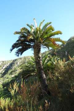 Image of Suurberg Cycad