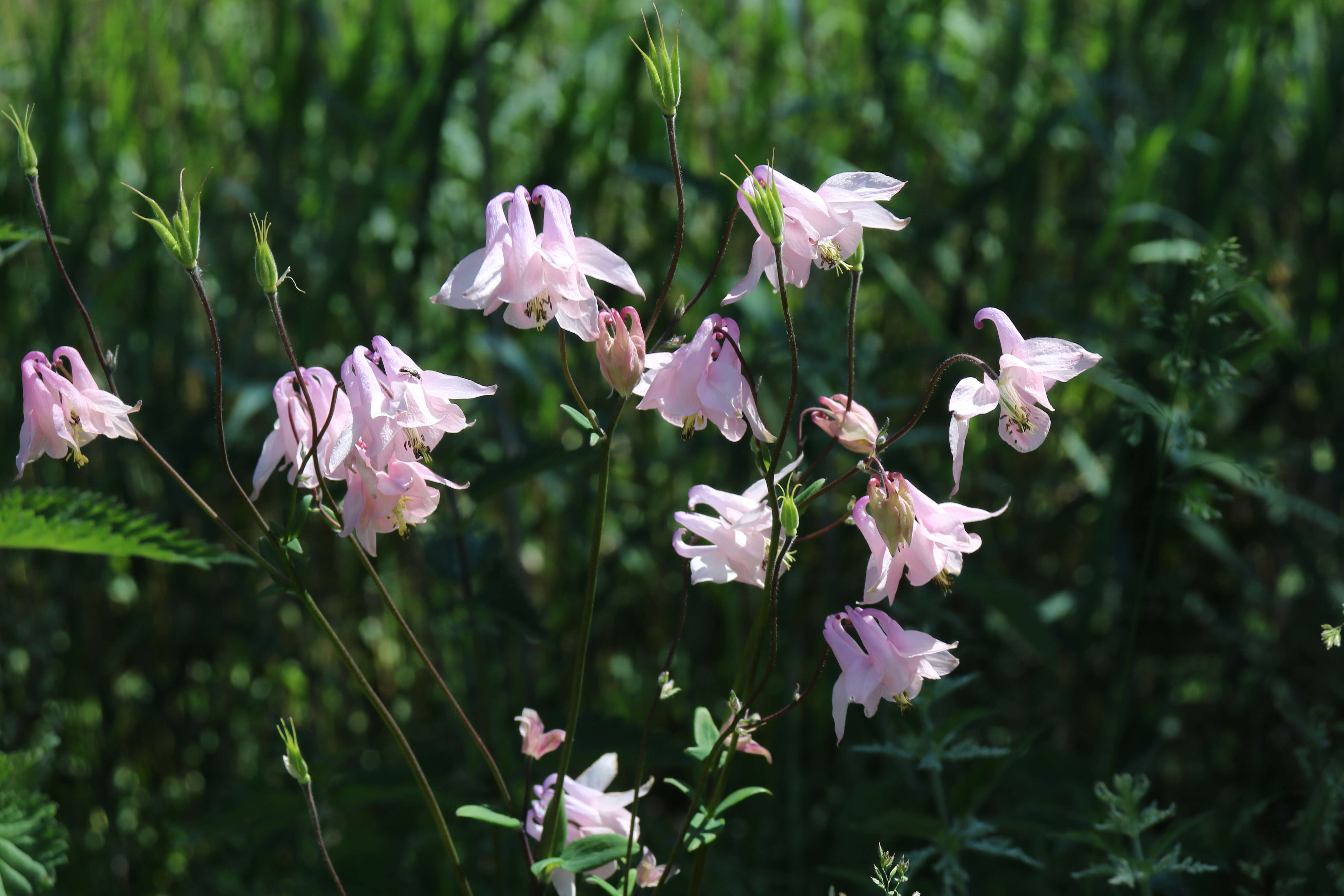 Plancia ëd Aquilegia vulgaris L.