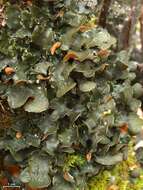 Image of Pimpled kidney lichen