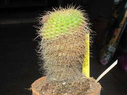 Image of Cactus