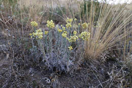 Image of strawflower