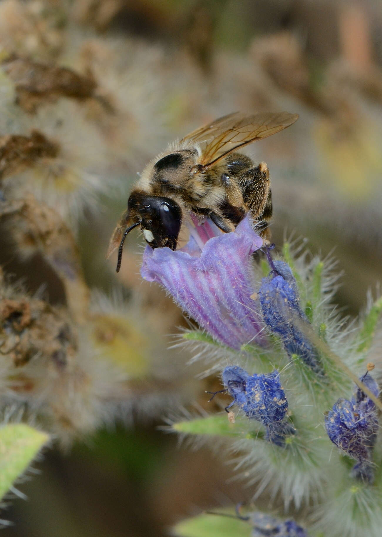 Image of Echium judaeum Lacaita