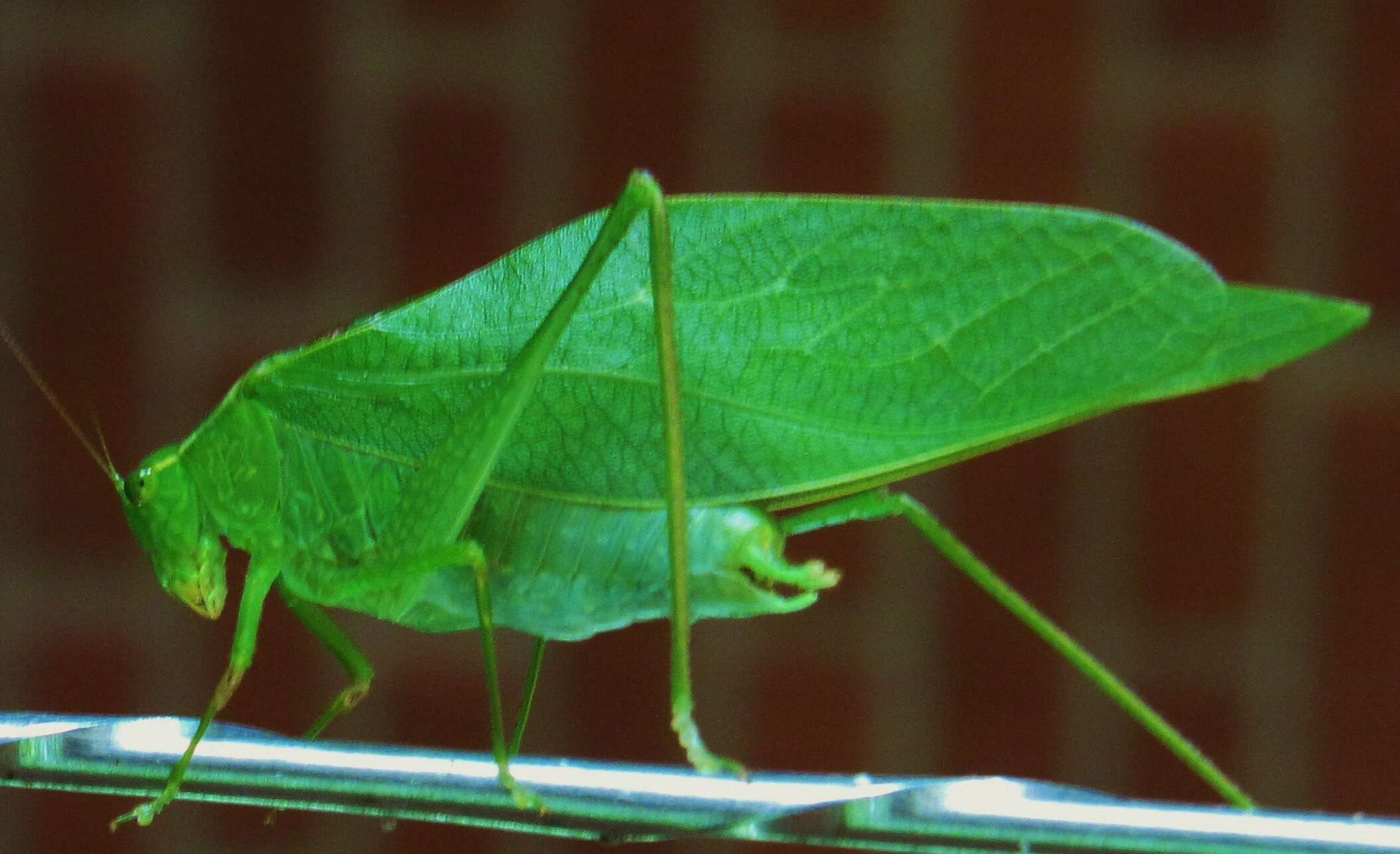 Image of Angle-wing Katydids