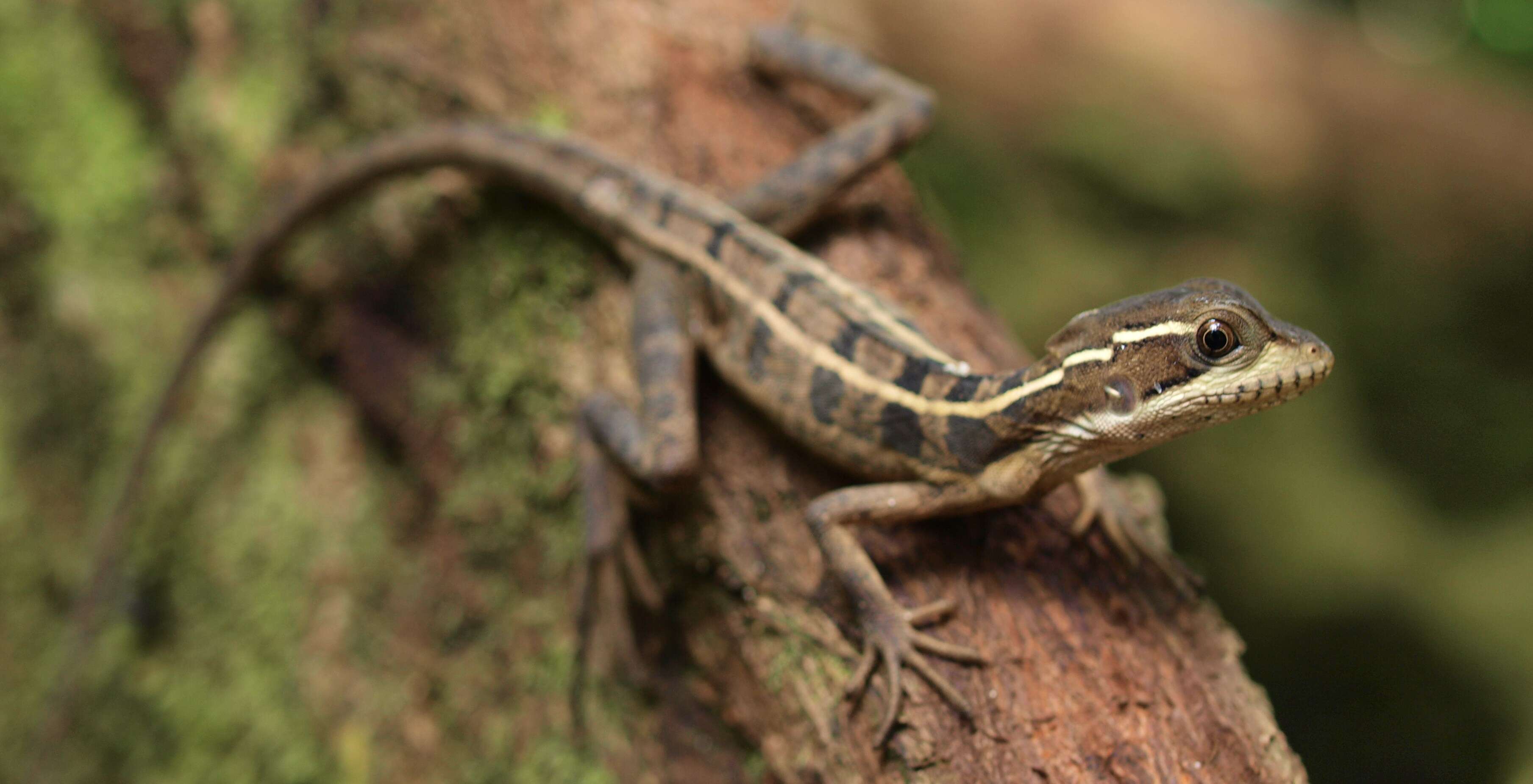 Image of Brown Basilisk