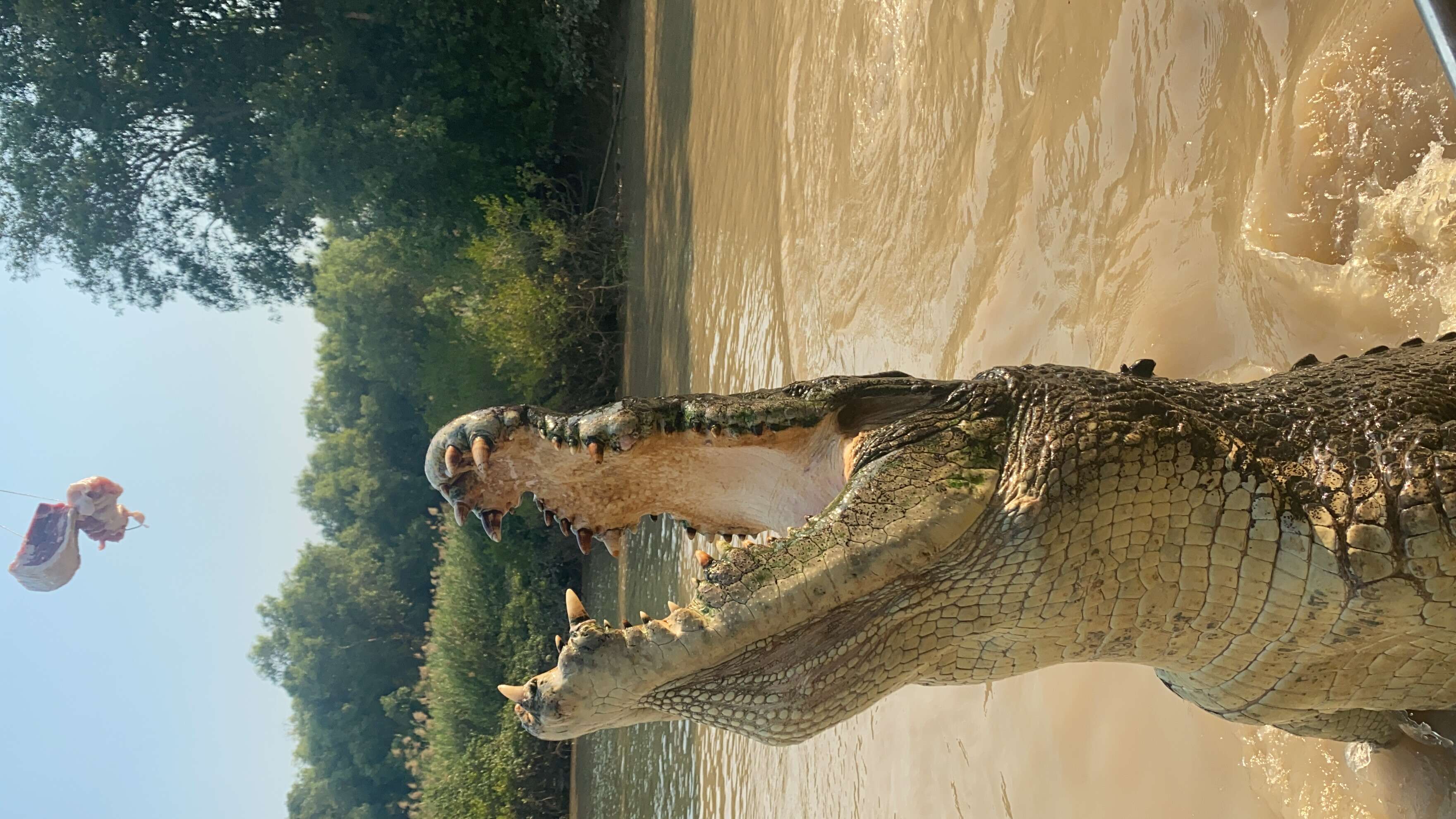 Image of Estuarine Crocodile