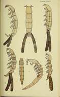 Sivun Siphonostomatoida Burmeister 1835 kuva