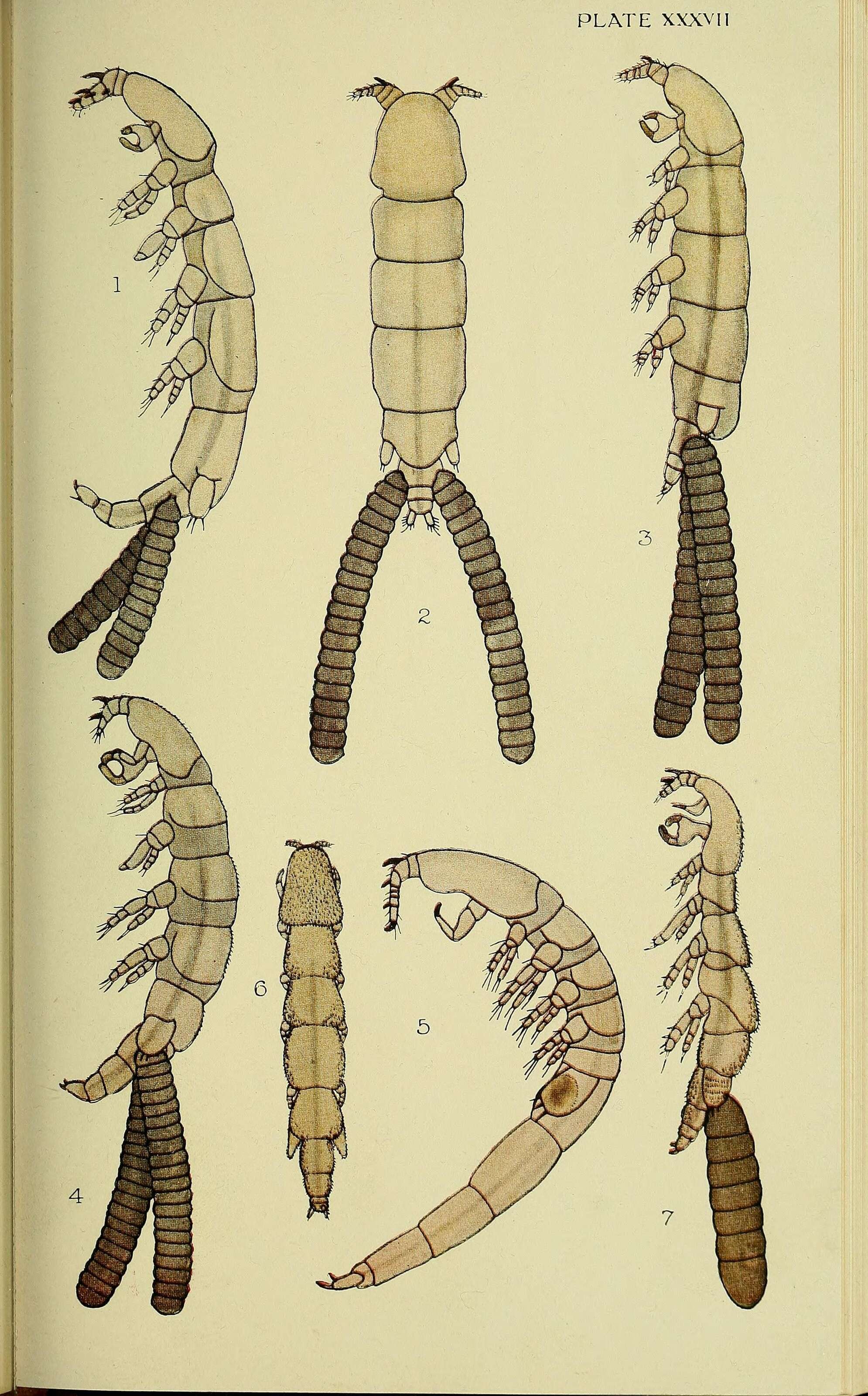 Image de Siphonostomatoida Burmeister 1835
