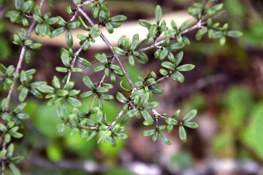 Image of Coprosma foetidissima J. R. Forst. & G. Forst.