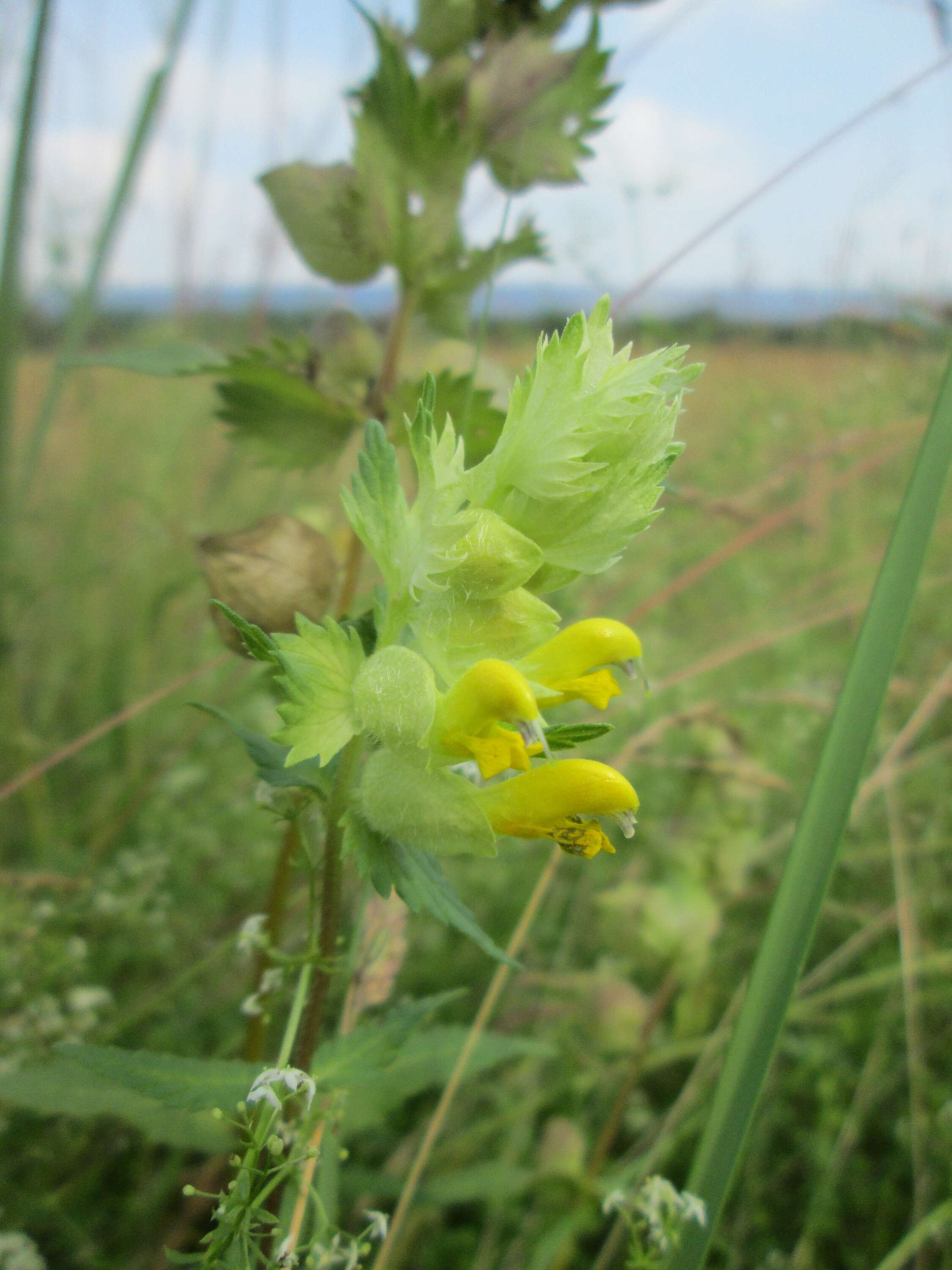 Image of European yellow rattle