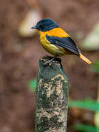 Image de Gobemouche orange et noir