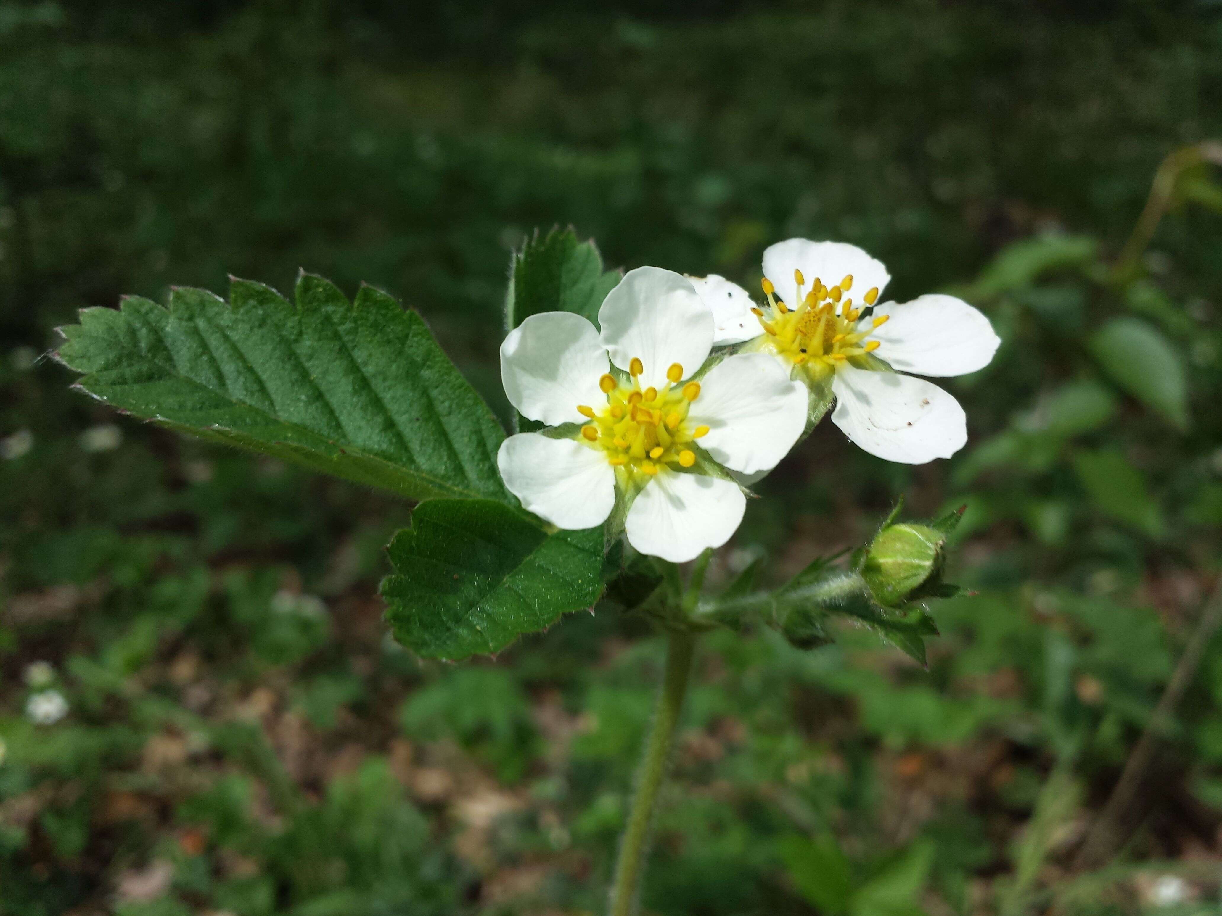 Image of Hautbois Strawberry