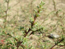 Image of Prickly Russian-Thistle