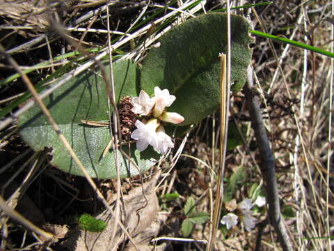 Sivun Epigaea repens L. kuva