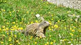 Imagem de Marmota marmota (Linnaeus 1758)