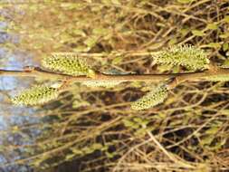 Imagem de Salix cinerea L.