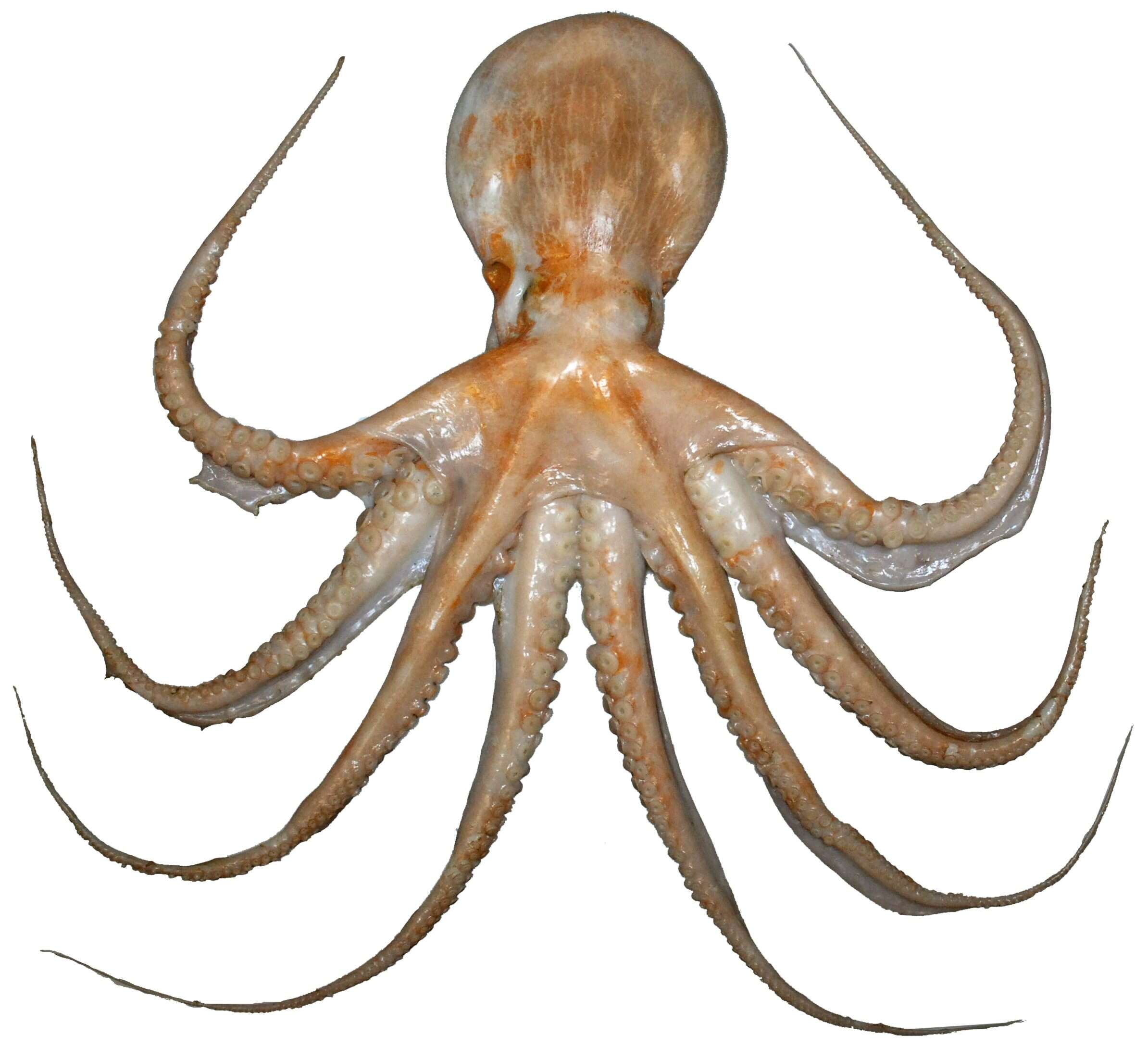 Image of Yellow octopus