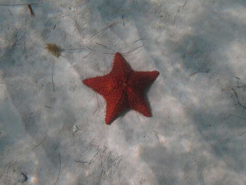 Image of Red cushion sea star