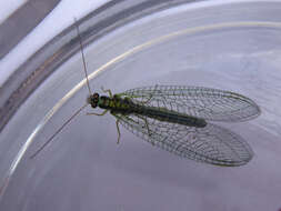 Image of Green lacewing