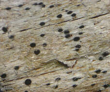 Image of bactrospora lichen