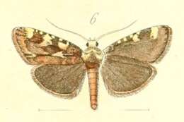 Image of Aglossa signicostalis Staudinger 1870