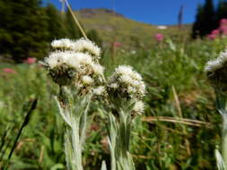 Image of alpine pussytoes