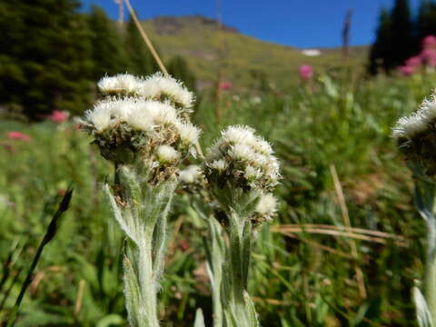 Image of alpine pussytoes