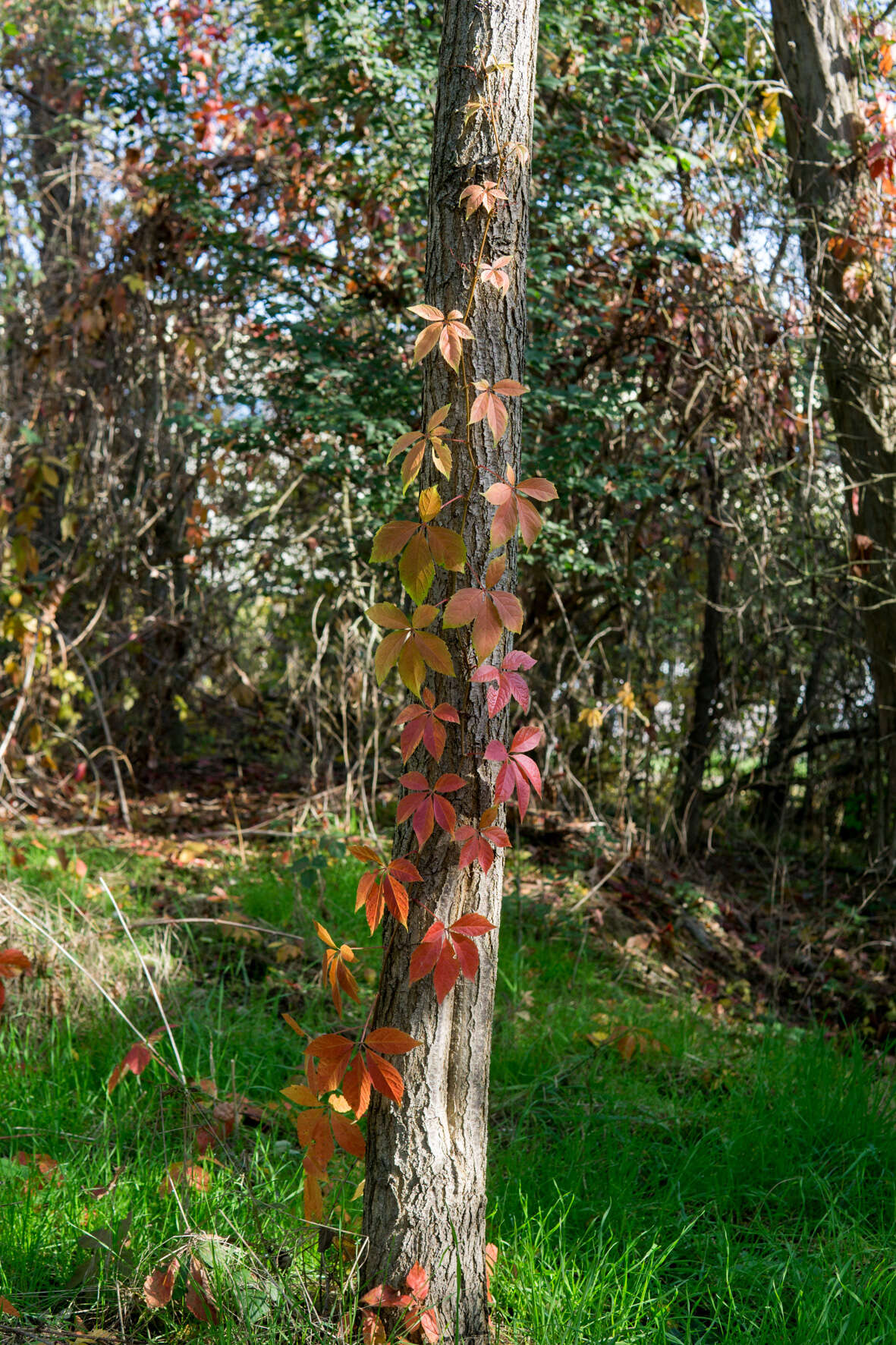 Image de vigne vierge commune