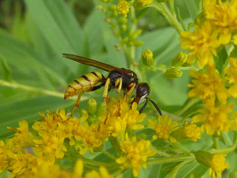 Imagem de Philanthus triangulum (Fabricius 1775)