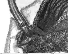 Image of Chlamydomonas reinhardtii