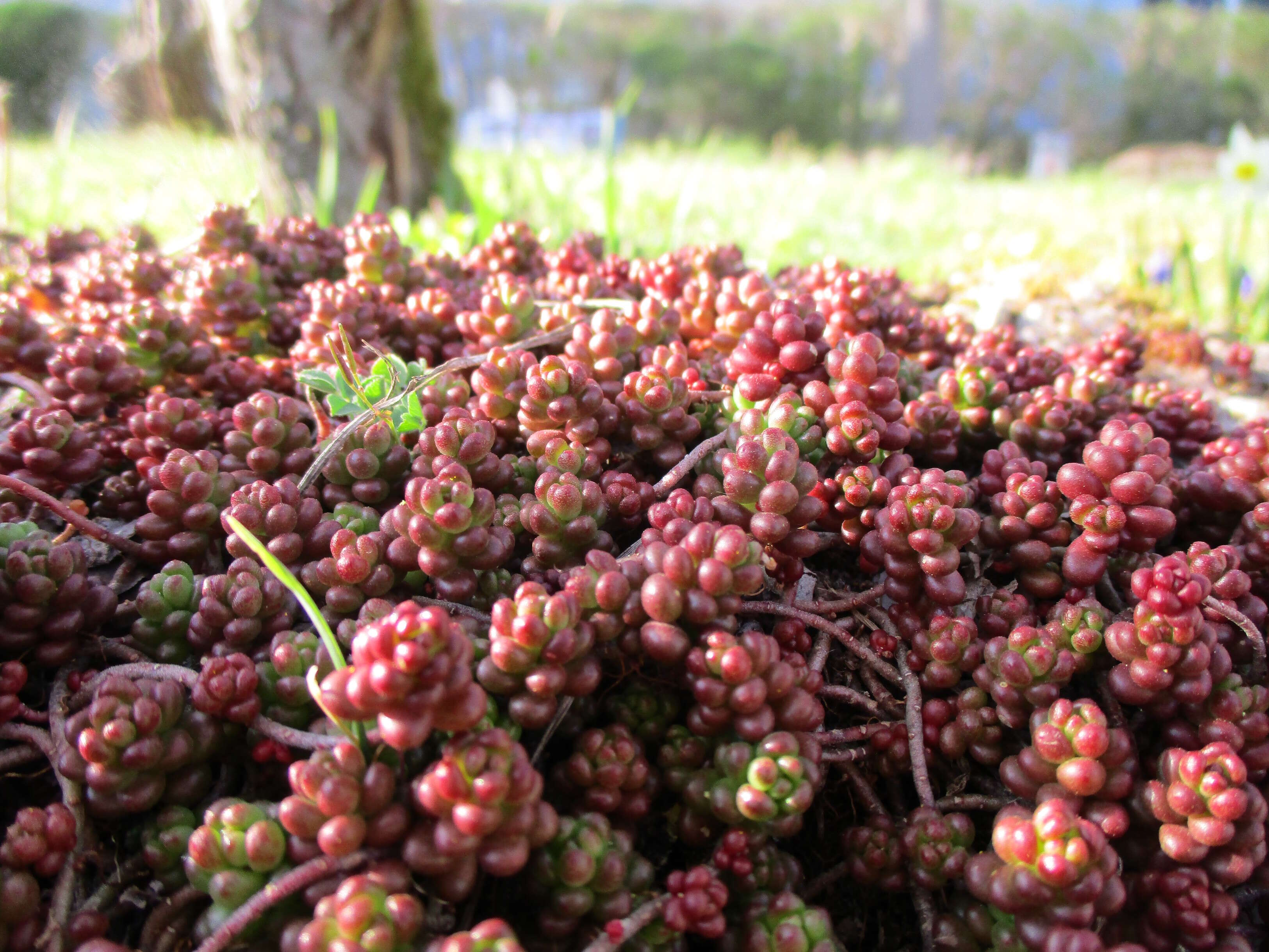 Image of White Stonecrop