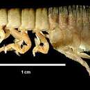 Image of Phreatoicidae
