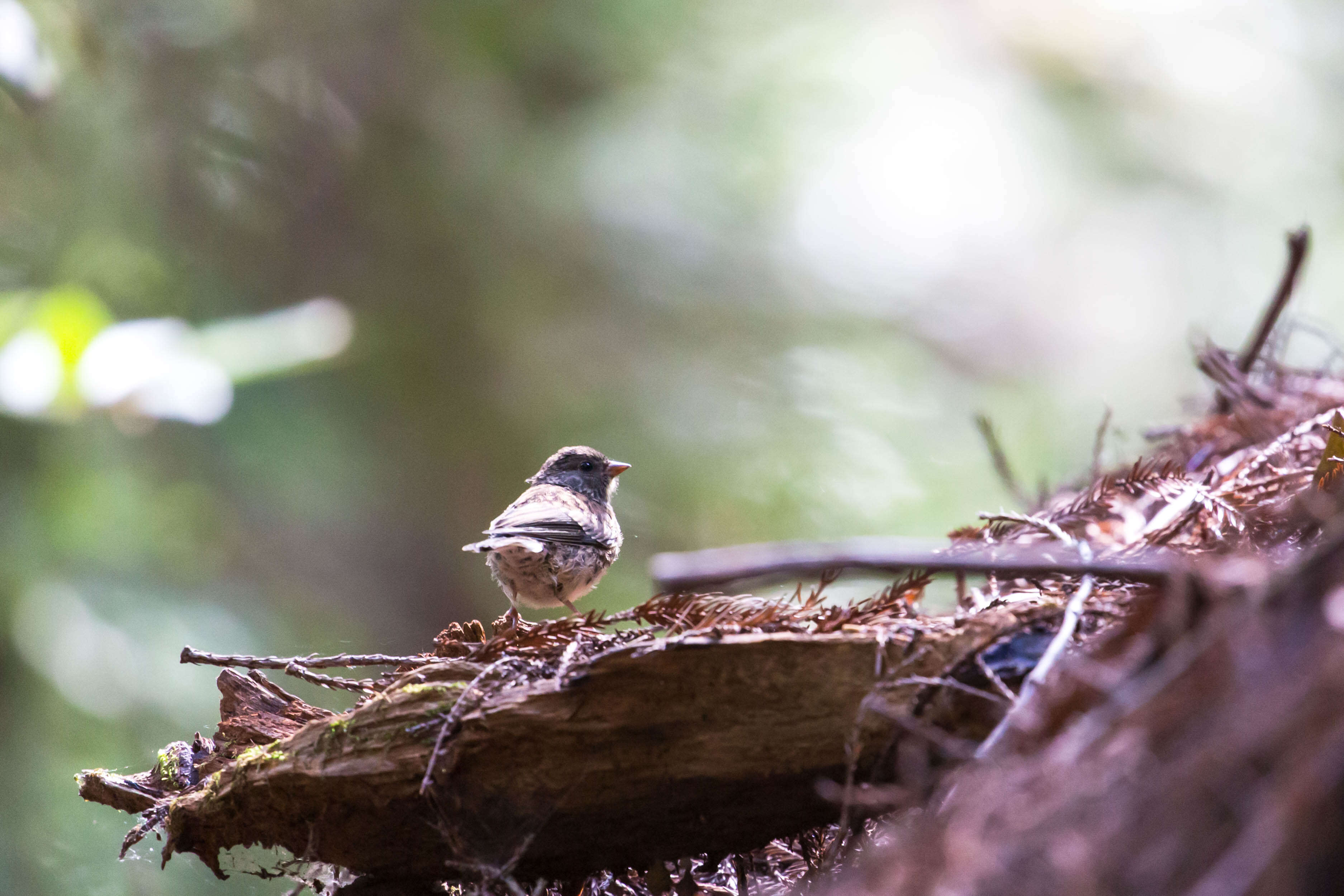 Image of juncos