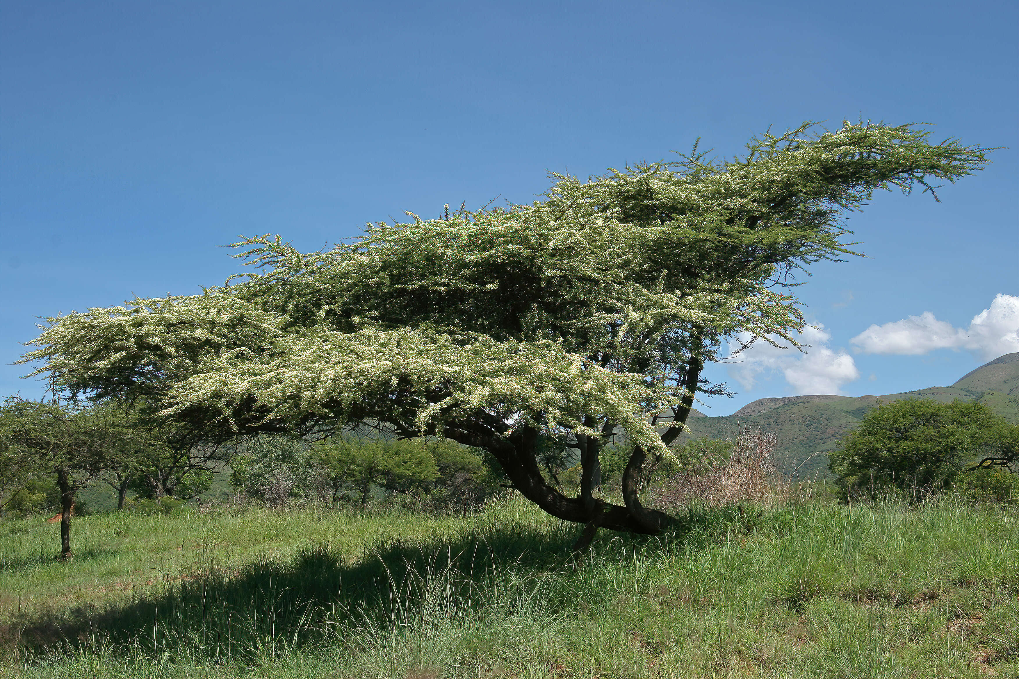 Imagem de Vachellia tortilis (Forssk.) Galasso & Banfi