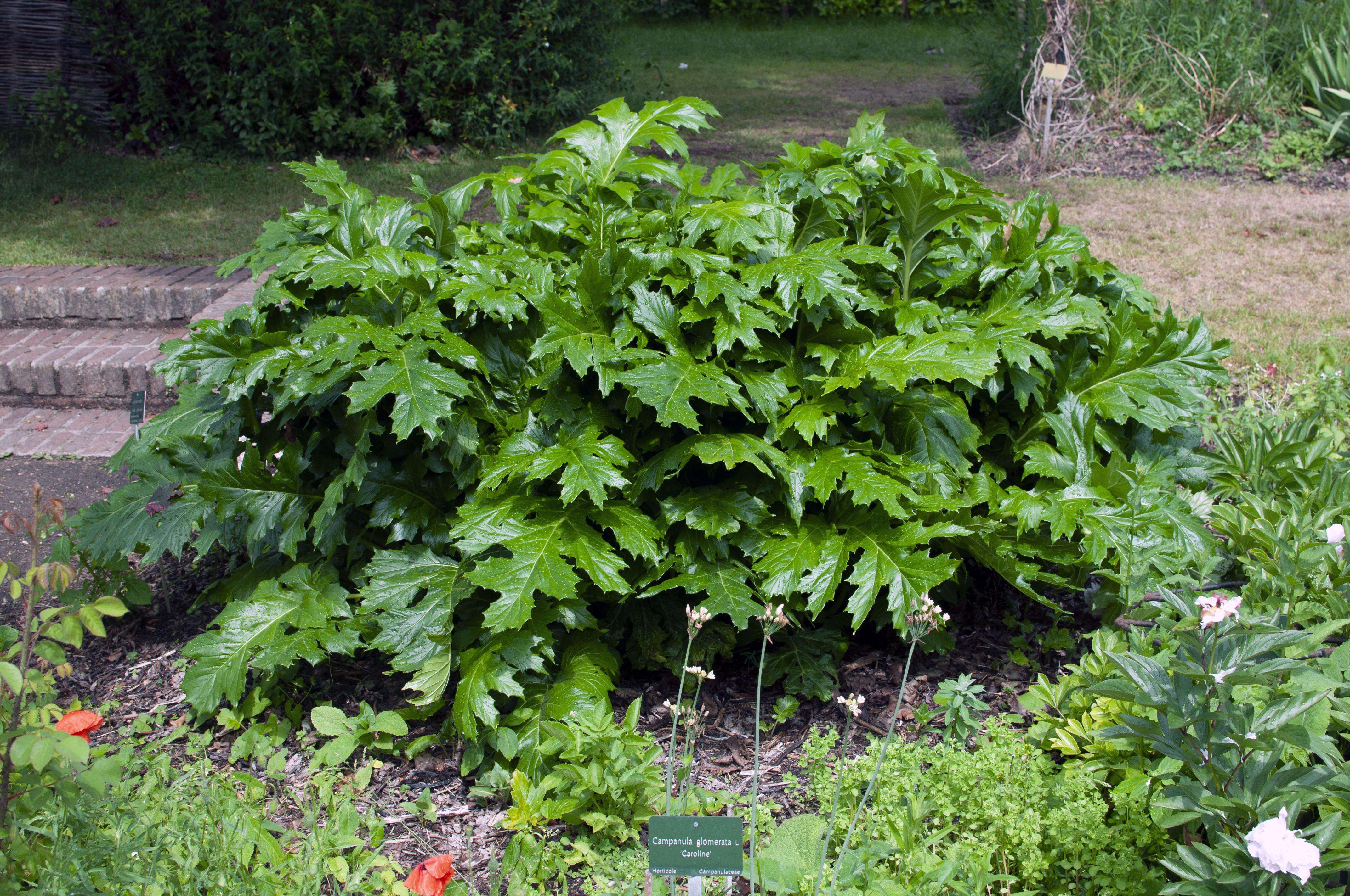 Imagem de Acanthus mollis L.