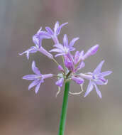 Tulbaghia violacea Harv. resmi