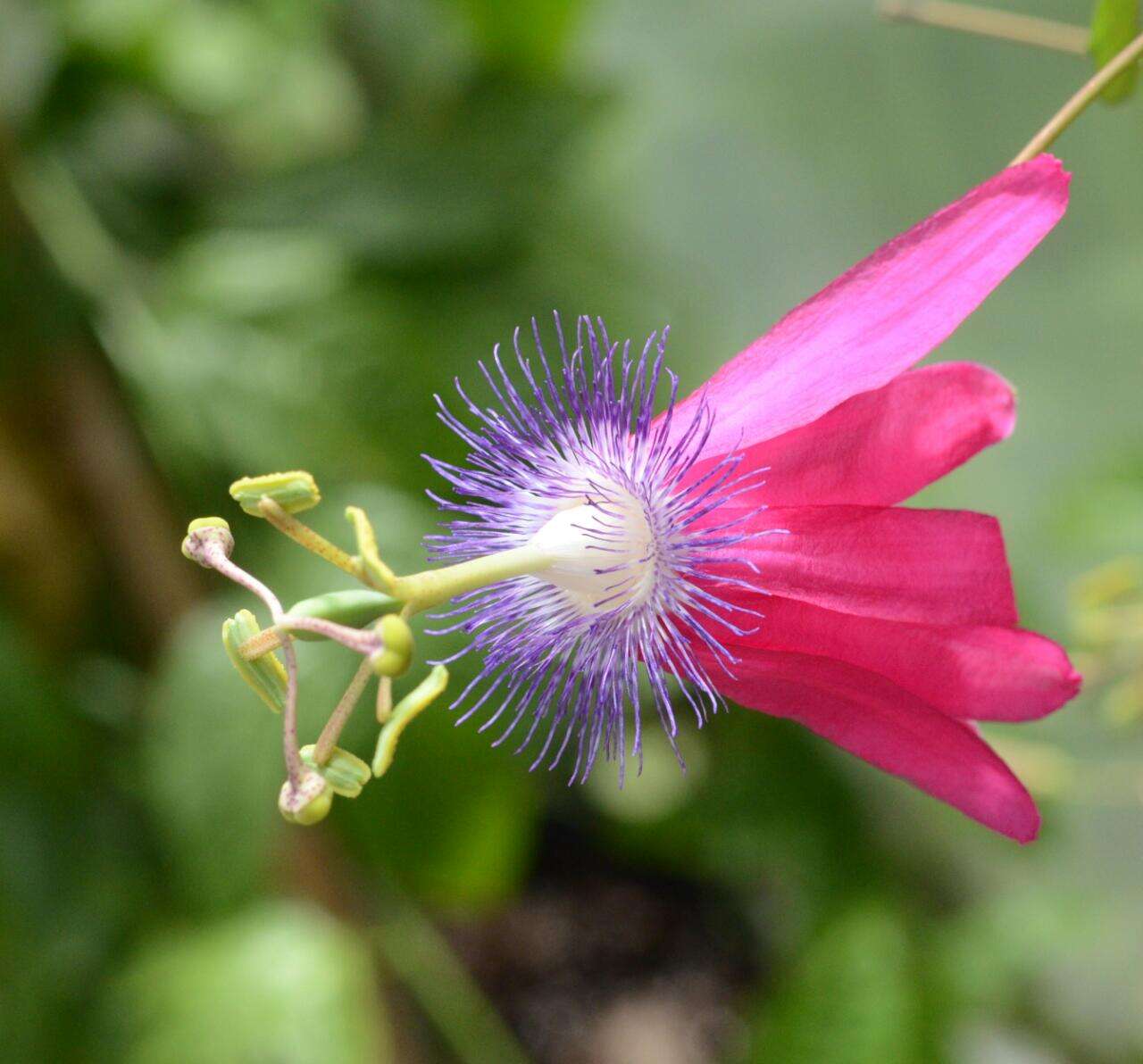 Image de Passiflora kermesina Link & Otto