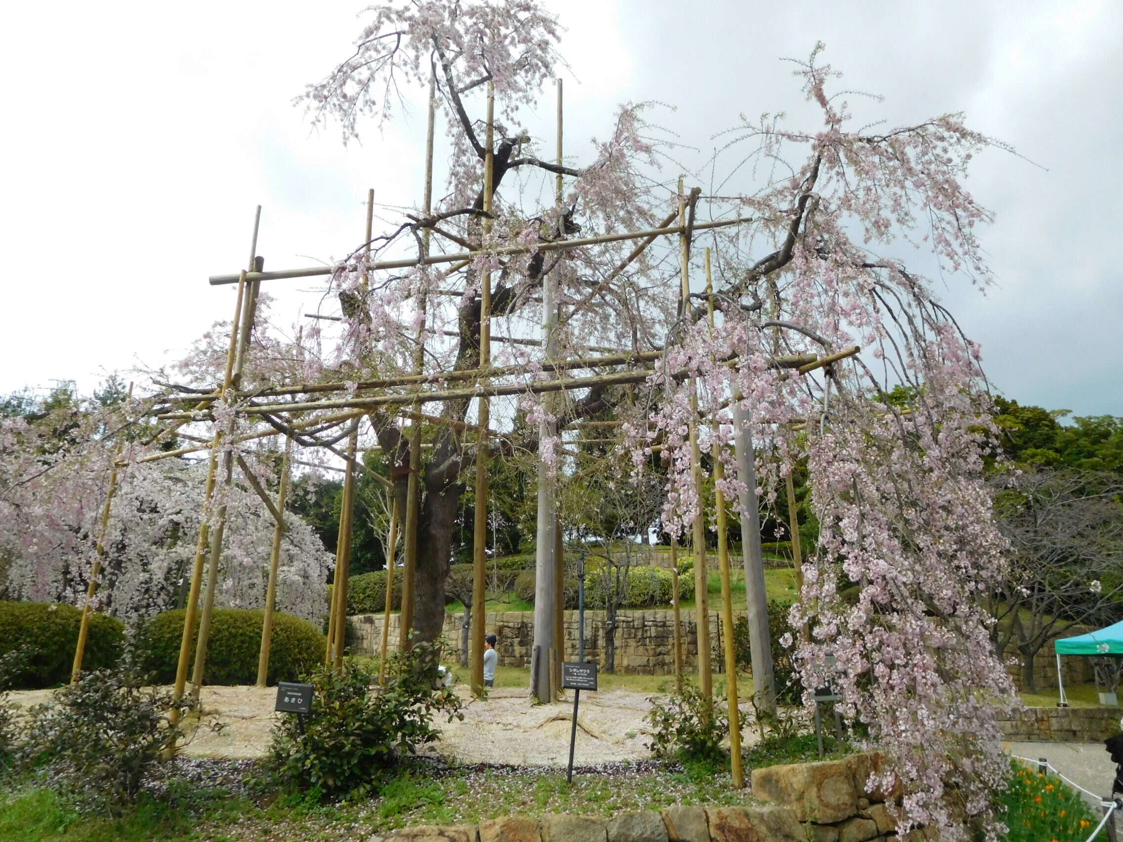 Image de Prunus spachiana (Lavallee ex H. Otto) Kitamura