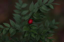 Imagem de Ruscus aculeatus L.