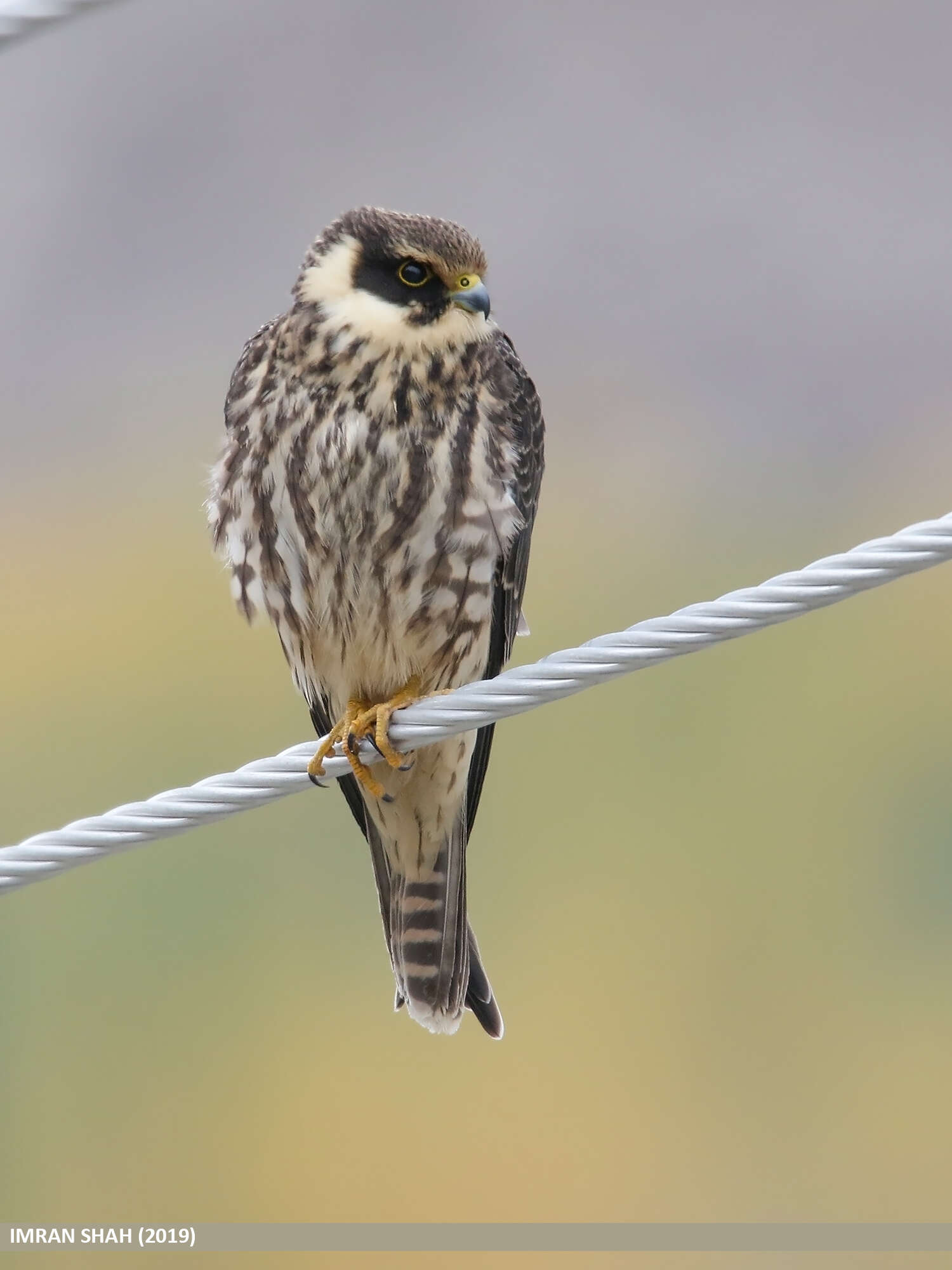 Image of Eurasian Hobby